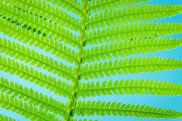 Green leaf of fern in the sun. Fern Leaves Ecology Concept. Wildlife Paportik. Wildlife concept.