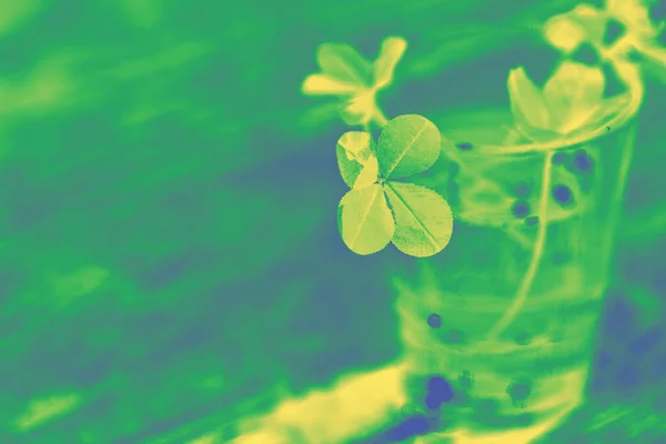 Toned photo of four leaf clover in green yellow tones.  Four-leaf clover glass with water  wooden background. Selective focus on the subject. Artistic noise and blur in the photo. Green four leaf clover in the sun close-up. Clover for good luck.