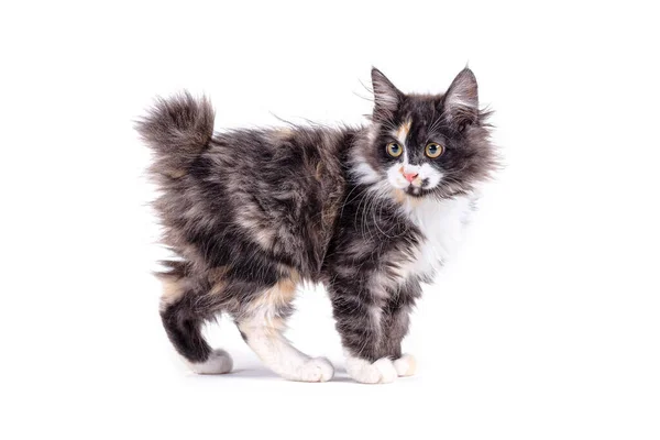 Kuril Bobtail Gattino Uno Sfondo Bianco Isolato Multi Colorato Piccolo — Foto Stock