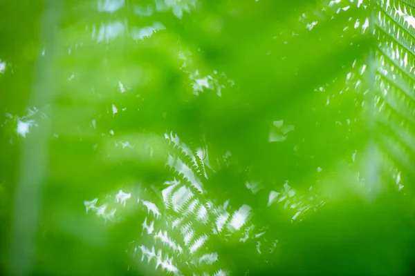 Символ Экологии Дикой Природы Зеленый Экологический Фон — стоковое фото