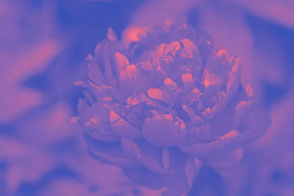 Peony Flower. Violet-orange tinted peony flower. Selective focus on Peony Flower. Toned peony macro photo.