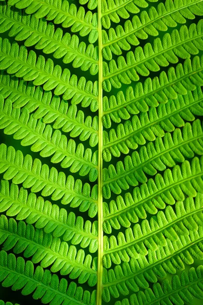 Fern Leaves Ecology Concept Wildlife Paportik Helecho Hoja Verde Fondo —  Fotos de Stock