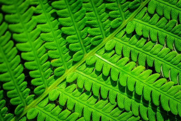 Зеленый Лист Папоротника Солнце Fern Leaves Ecology Concept Дикая Природа — стоковое фото