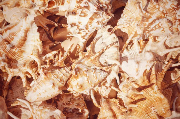 Concept group of sea shells. Seashells background. Top view close up of mollusk.Texture of shells top view.  Sea mollusks close-up. Background from exotic shells.