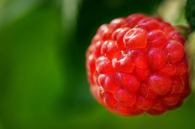 Kırmızı ahududu yakından. Ahududu güneşi. Yeşil yapraklı kırmızı dut. Olgun ahududu dalının fotoğrafı.