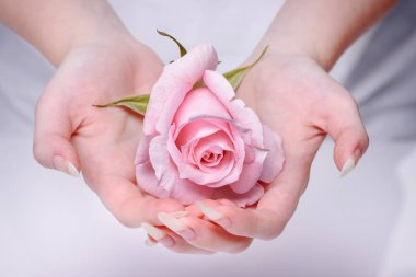 Tırnaklar, eller, yakın plan gül. Doğal manikür tırnakları. Pembe gül tutan güzel kız elleri. Gül ellerde kızım. Güzel, doğal tırnaklar. Tırnaklar, eller, yakın plan gül..