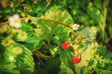 Kırmızı böğürtlenli ve yeşil yapraklı çilek, yakın plan..
