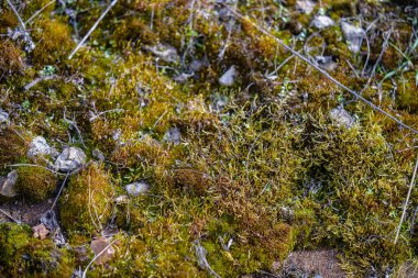 Su damlalarıyla ayrılır. Uzayı kopyala. Saflığı doğasında hisset. Yeşil sulu yapraklar. Bahar bahçesinde zambak ve yağmur damlaları. Bahar bahçesinde çiğ taneleri olan zambak filizleri..