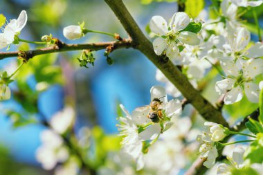 Elma çiçeği fotografı. Çiçek yaprakları ve güzel bokeh.Çiçek elması. Bahçede bahar çiçeği açan elma ağacı, yakın çekim. Mavi gökyüzünde yeşil yapraklı elma çiçekleri. 