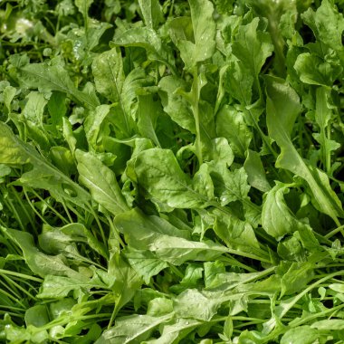 Genç, yeşil bir roka salatası, beslenme için, yatakta büyüyor..