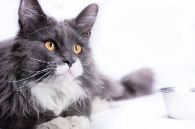 Gri kedi, Maine Rakunu, yemek yemek için bir kasenin yanındaki beyaz masaya oturur..