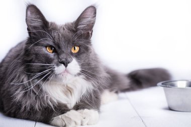 Gri kedi, Maine Rakunu, yemek yemek için bir kasenin yanındaki beyaz masaya oturur..