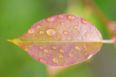 Doğada güzel bir yaprak dokusu. Sabahları yeşil bir yaprağın üzerine çiy düşer. Güneş ışığıyla birlikte güzel yeşil bir yaprak, su damlaları ve yeşil yapraklar üzerinde büyük, şeffaf yağmur damlaları..