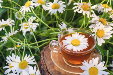 Bir fincan çay ve çay tabağı, ahşap, beyaz bir masanın üzerinde, açık havada, güneş ışınlarında ve papatya çiçeğinin beyaz çiçeklerinde.