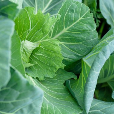 Yatakta taze lahana yetişiyor..