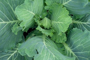 Yatakta taze lahana yetişiyor..