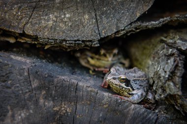 Neredeyse hiç fark edilmeyen iki kurbağa kesilen ağaçlarda yaşar ve kendilerini bir ağacın kabuğunun altında gizlerler..