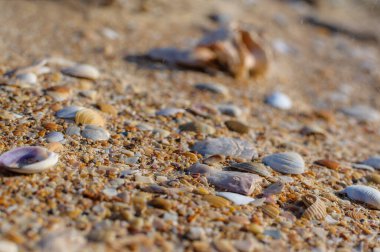 Ön planda Krai deniz kabukları olan altın kum. Deniz kabuklarının tropik kum arka planı. Doğal kumlu kaya dokusu doğal renklerde..