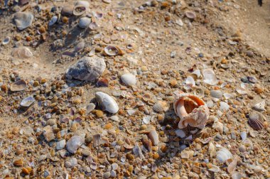 Ön planda deniz kabukları olan altın kum. İç mimari tasarım. Tropik kum arka plan yakın plan. Doğal kum taşı arkaplan dokusu doğal renklerde.