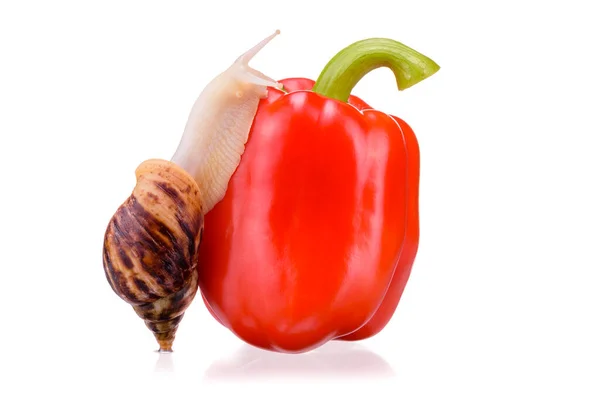 Peperoncino Rosso Dolce Isolato Fondo Bianco Lumaca Striscia Lentamente Succoso — Foto Stock