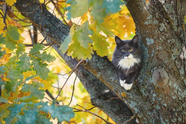 Cat breed Maine Coon sits on a tree and mews. Save the cat that climbed a tree in the fall.