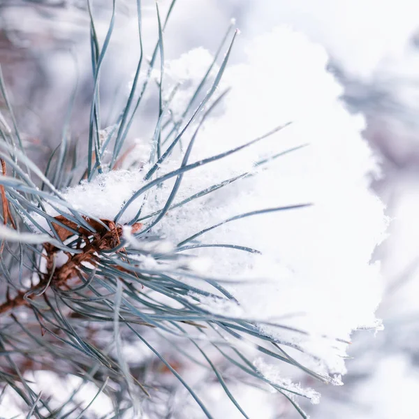 雪の大きな青いトウヒの枝 白い雪の下で冬のトウヒの枝 トウヒの枝に雪 冬の日のトウヒの枝 — ストック写真
