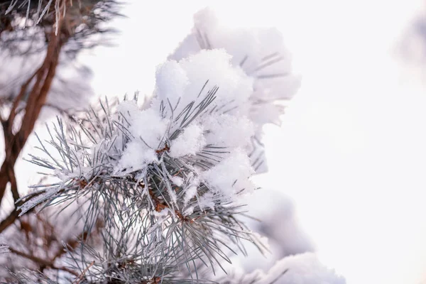 白い雪の下で冬のトウヒの枝 冬の日にスプルースの枝雪の大きな青いトウヒの枝 スプルースの枝に雪 — ストック写真