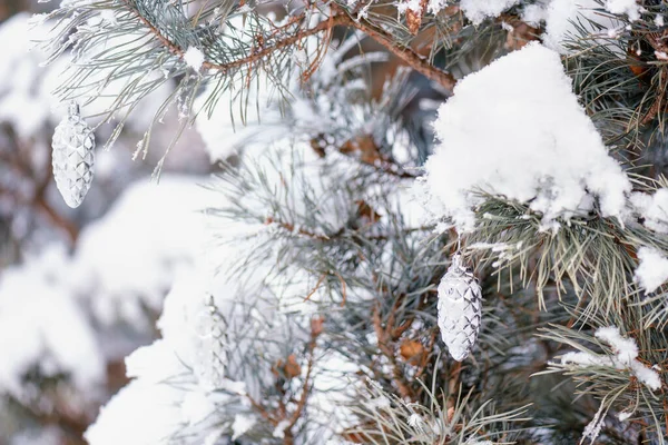 雪の中の装飾が施されたスプルースの枝写真緑の針が森の中の晴れた冬の日に雪で覆われています 青い空を閉じて選択的焦点 — ストック写真