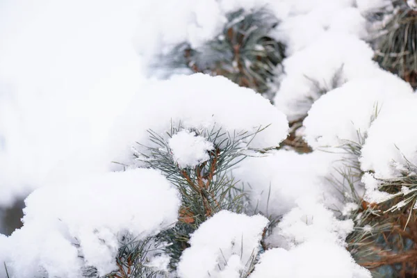 Grüner Flauschiger Tannenzweig Schnee Vor Dem Hintergrund Des Waldes Das — Stockfoto