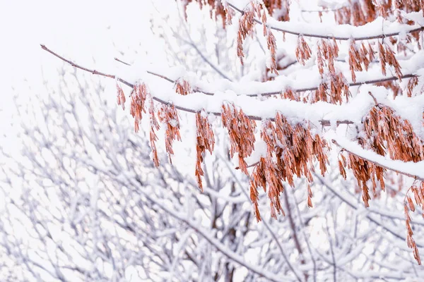 雪に覆われた枝を閉じる 雪の中の木の枝の背景雪の中の木の枝写真 — ストック写真