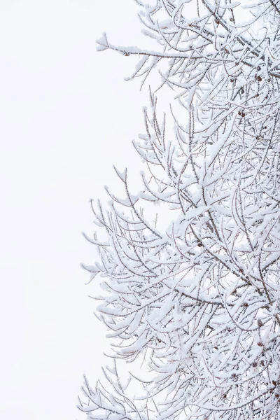 冬のストックフォトの中の雪の中の木の枝新鮮な雪に覆われた木の枝 クローズアップビュー — ストック写真