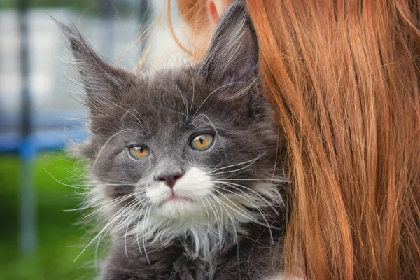 Jovem Mulher Segura Seus Braços Abraços Maine Coon Gato — Fotografia de Stock