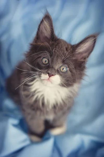 Petit Chaton Mignon Maine Coon Lève Les Yeux Maine Coon — Photo