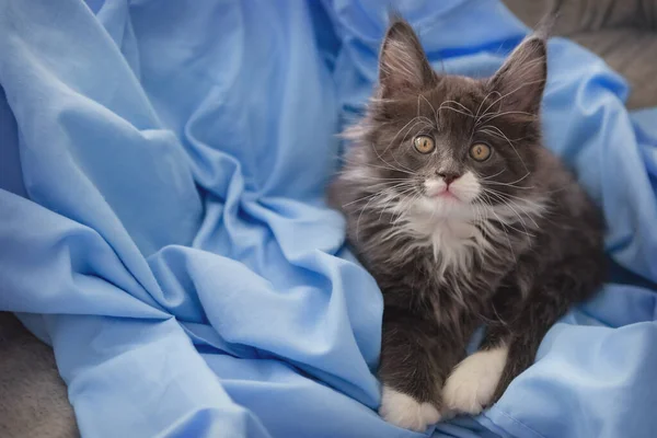 Little Grijs Maine Coon Kitten Poseren Een Blauwe Vacht Achtergrond — Stockfoto