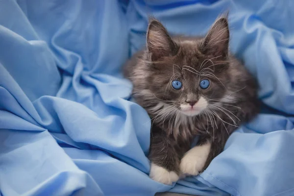 Little Grijs Maine Coon Kitten Poseren Een Blauwe Vacht Achtergrond — Stockfoto