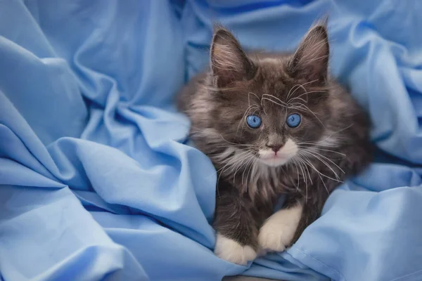 Pouco Cinza Maine Coon Gatinho Posando Fundo Pele Azul — Fotografia de Stock