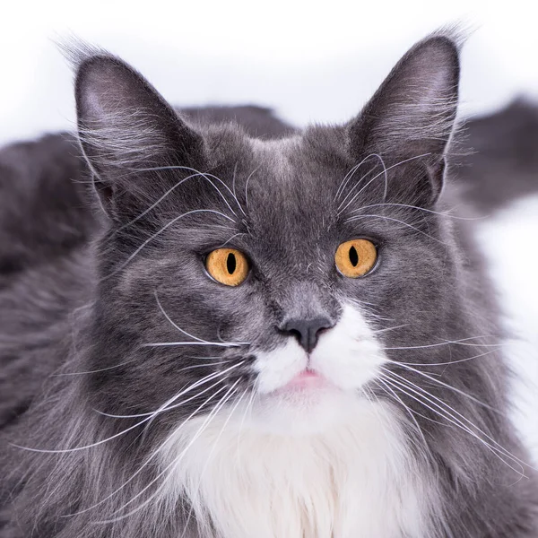 Gray thoroughbred cat looks into your eyes with big beautiful, yellow eyes, on a white background and at the same time looks like a cutie.