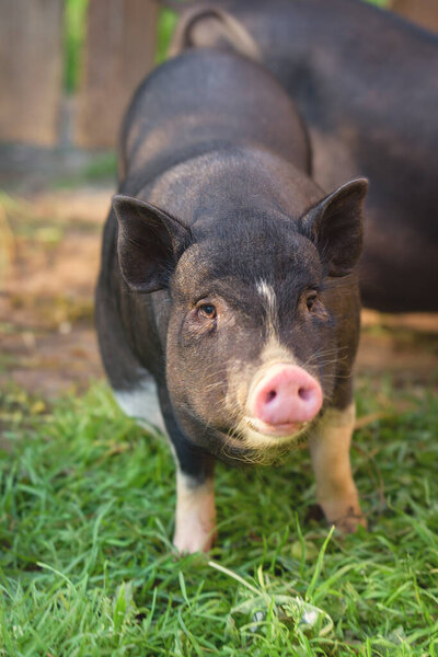 Симпатичная свинья, черная, смотрит на тебя. Маленькая свинья бежит по зеленой траве. Чёрная свинья с розовым каблуком
. 