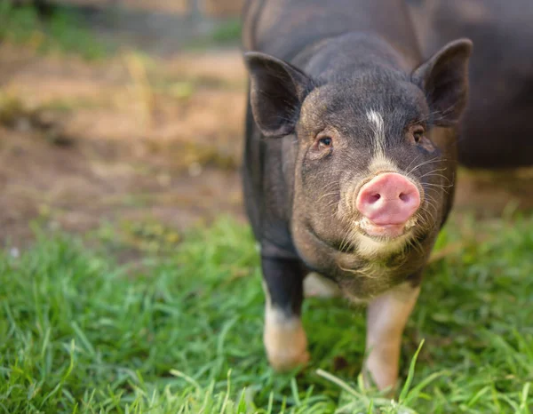 Maialino Corre Attraverso Erba Verde Maiale Nero Con Tacco Rosa — Foto Stock