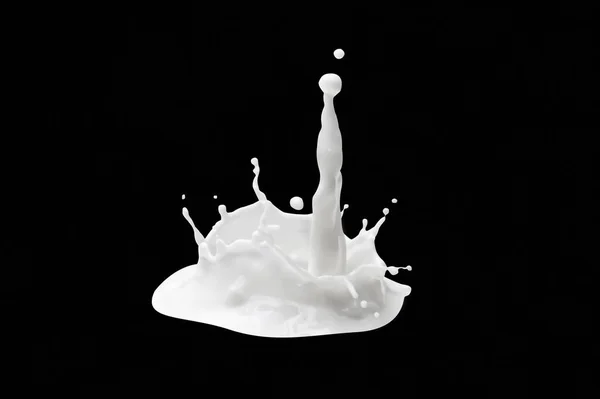 Milk splash or milk on a black background in the form of splashes. Milk pouring splash isolated on black background