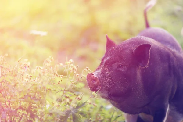 自然を背景に豚のクローズアップ 動物の健康 自然と動物の愛 若い豚 緑の芝生の上に立っている 私たちの周りの野生動物や世界への敬意 — ストック写真