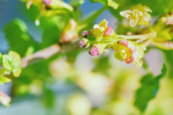 Apple Blossom Photo.Apple blossom petals with beauty bokeh.Blossom apple. Spring flowering apple tree in the garden, close up. Flowers of apple with green leaves against the blue sky.