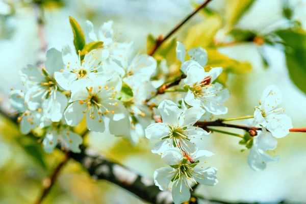 Apple Blossom Photo.Apple blossom petals with beauty bokeh.Blossom apple. Spring flowering apple tree in the garden, close up. Flowers of apple with green leaves against the blue sky.