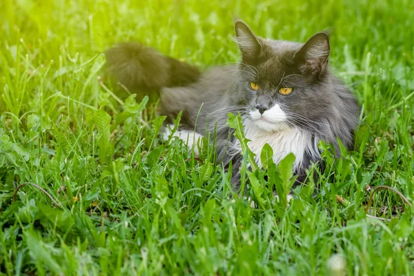 Čistě Šedá Kočka Žlutýma Očima Leží Zelené Trávě Odpočívá Krásná — Stock fotografie