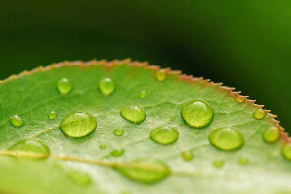 Prachtige Bladtextuur Natuur Grote Mooie Druppels Transparant Regenwater Groene Bladeren — Stockfoto