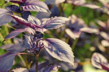 Koyu bazilika gider. Baselik koyu opal. Ocimum bazilika Dark Opal. Bahçede yetişen fesleğen çeşnisi, yakın plan. Kokulu baharat. Seçici odak. 