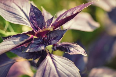 Koyu bazilika gider. Baselik koyu opal. Ocimum bazilika Dark Opal. Bahçede yetişen fesleğen çeşnisi, yakın plan. Kokulu baharat. Seçici odak. 