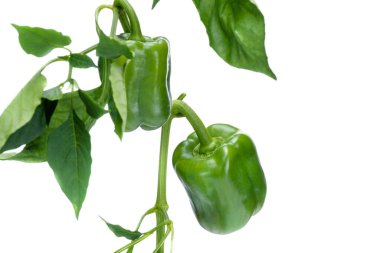 Beyaz arka planda izole edilmiş tatlı dolmalık biberler. Biber yakın bir dalda yetişir..