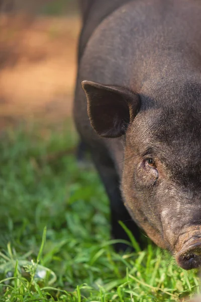 動物の肖像画 自然を背景に豚のクローズアップ — ストック写真