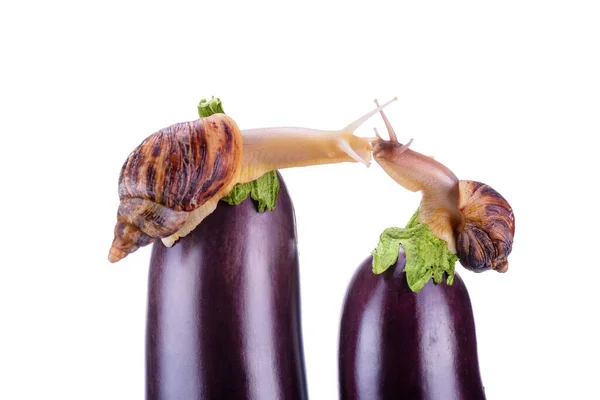 没有杀虫剂的新鲜蔬菜 环保食品 蜗牛在亲吻 蜗牛和茄子的白色背景 — 图库照片